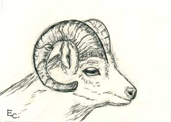 "Year Of Ram" by Elizabeth Clayton, Brookfield WI - Pen